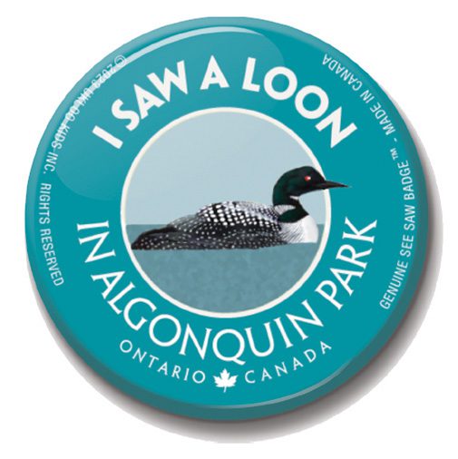 A picture of a loon on the water.